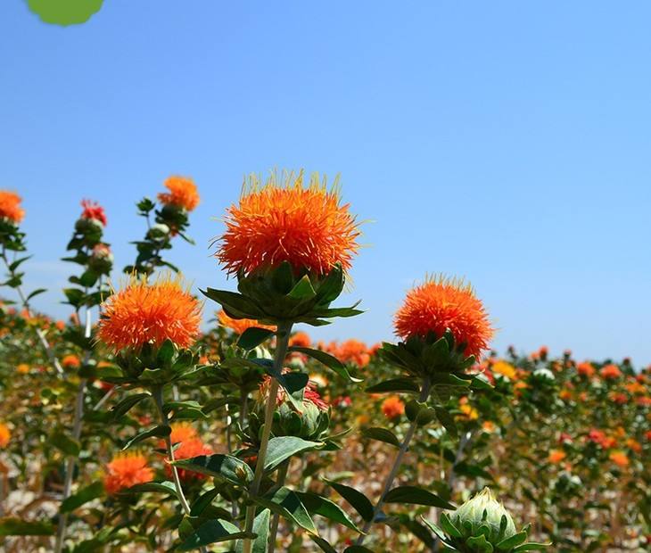 Safflower seed press